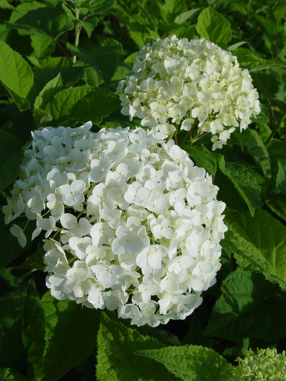 Green Promise Farms Annabelle close-up of giant white mophead bloom highlighting texture