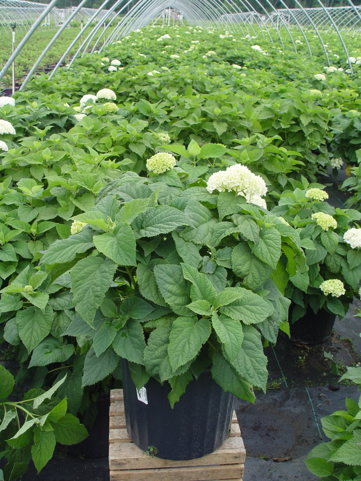 Green Promise Farms Annabelle 3-gallon pot next to a ruler showing size at shipment