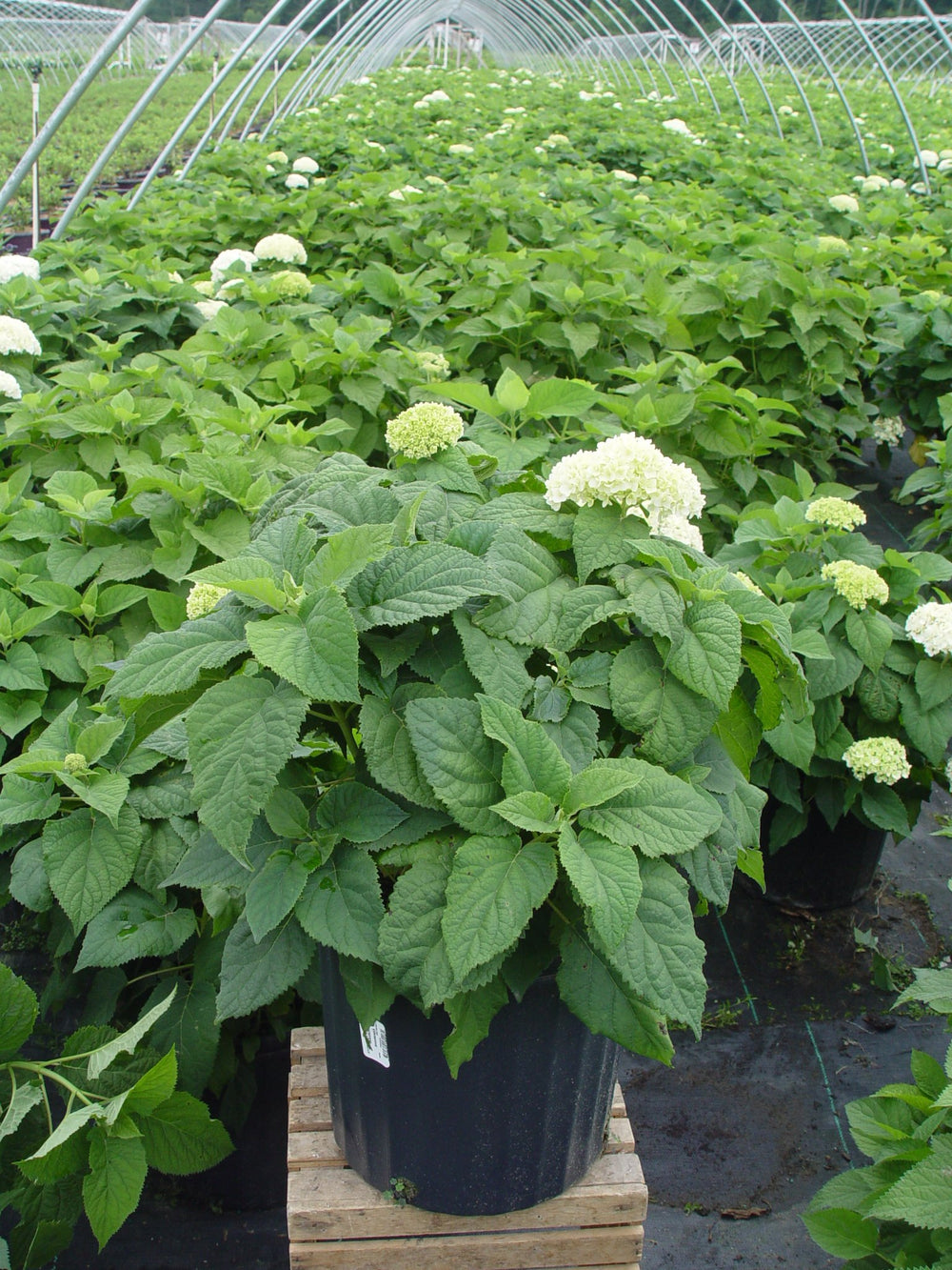 Green Promise Farms Annabelle 3-gallon pot next to a ruler showing size at shipment