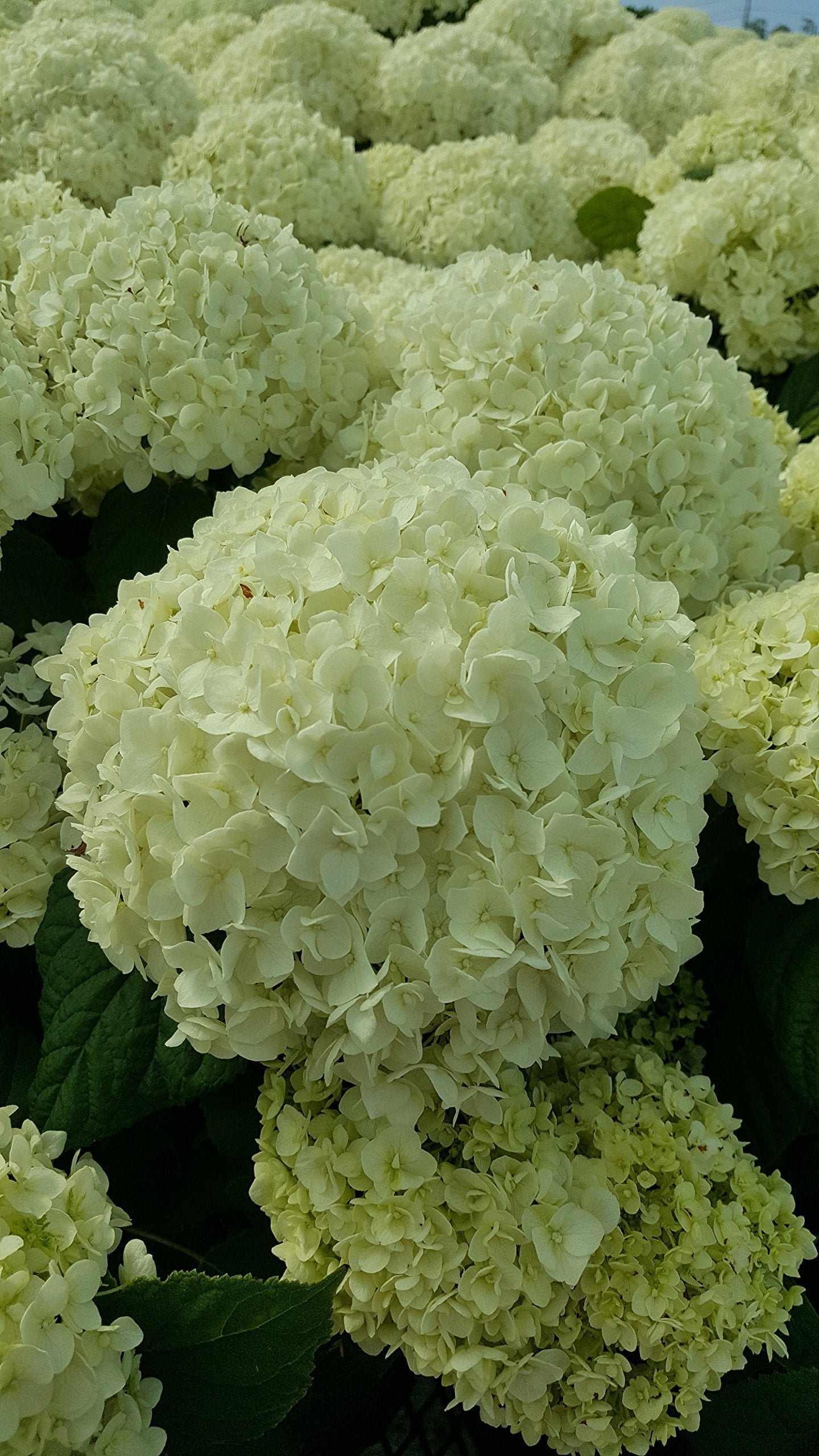 Green Promise Farms Annabelle stem and leaf detail showing sturdy foliage and support