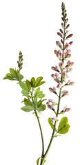 Green Promise Farms Baptisia Pink Truffles foliage close-up showing texture and color