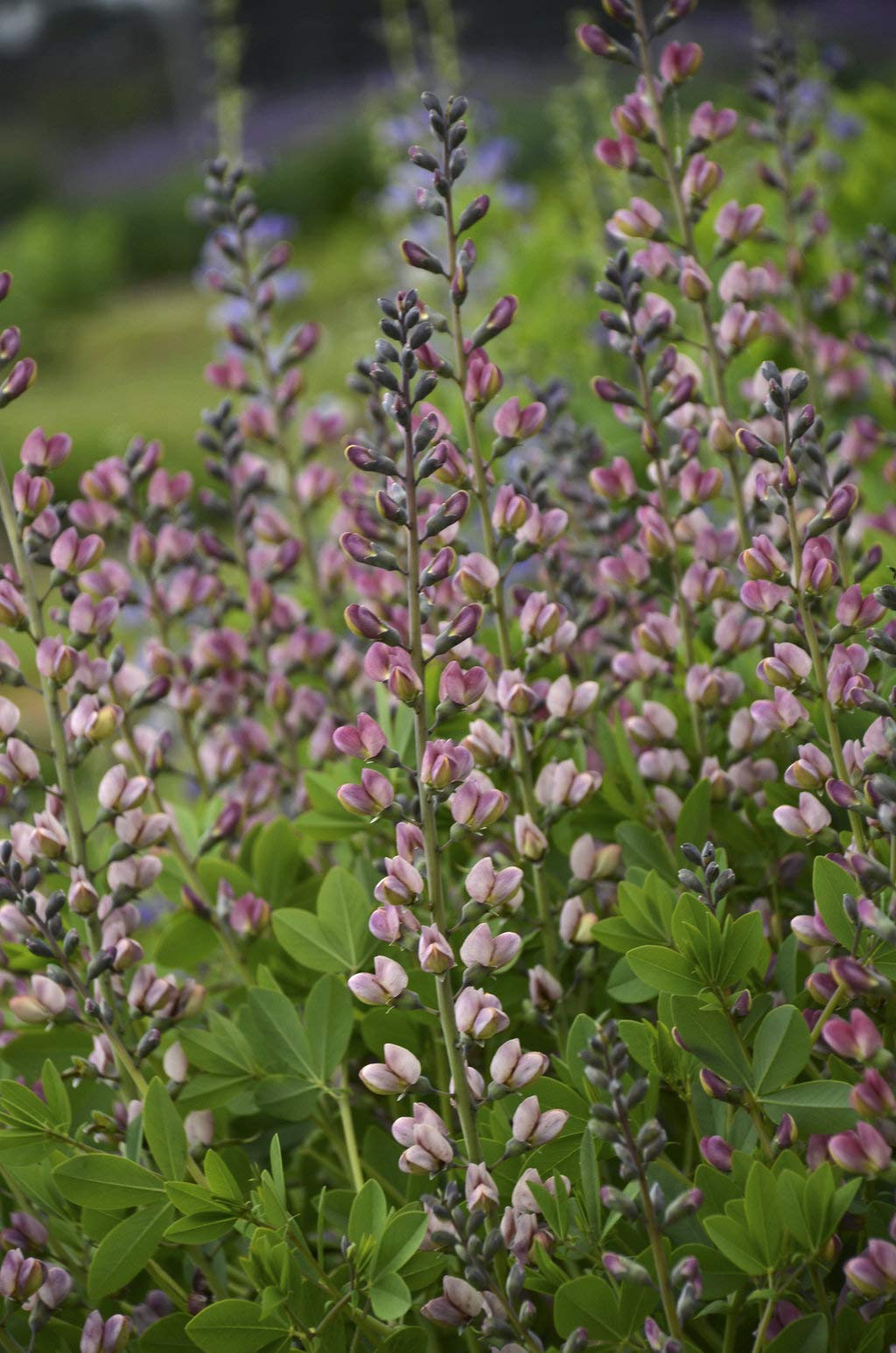 Green Promise Farms Baptisia Pink Truffles front view showing compact habit and bloom