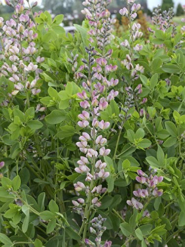Green Promise Farms Baptisia Pink Truffles in garden setting demonstrating scale and curb appeal