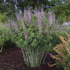 Green Promise Farms Baptisia Pink Truffles label and container illustrating ready-to-plant condition