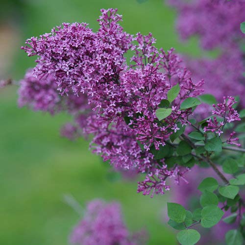 Green Promise Farms close-up of dark purple Bloomerang flowers highlighting rich color and fragrance