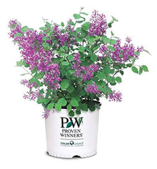 Green Promise Farms front view of Bloomerang Dark Purple shrub showing rounded habit and blooms