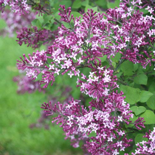 Green Promise Farms Bloomerang planted in mixed border illustrating landscape impact and repeated blooms