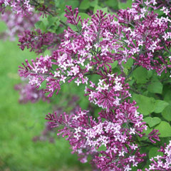 Green Promise Farms Bloomerang planted in mixed border illustrating landscape impact and repeated blooms
