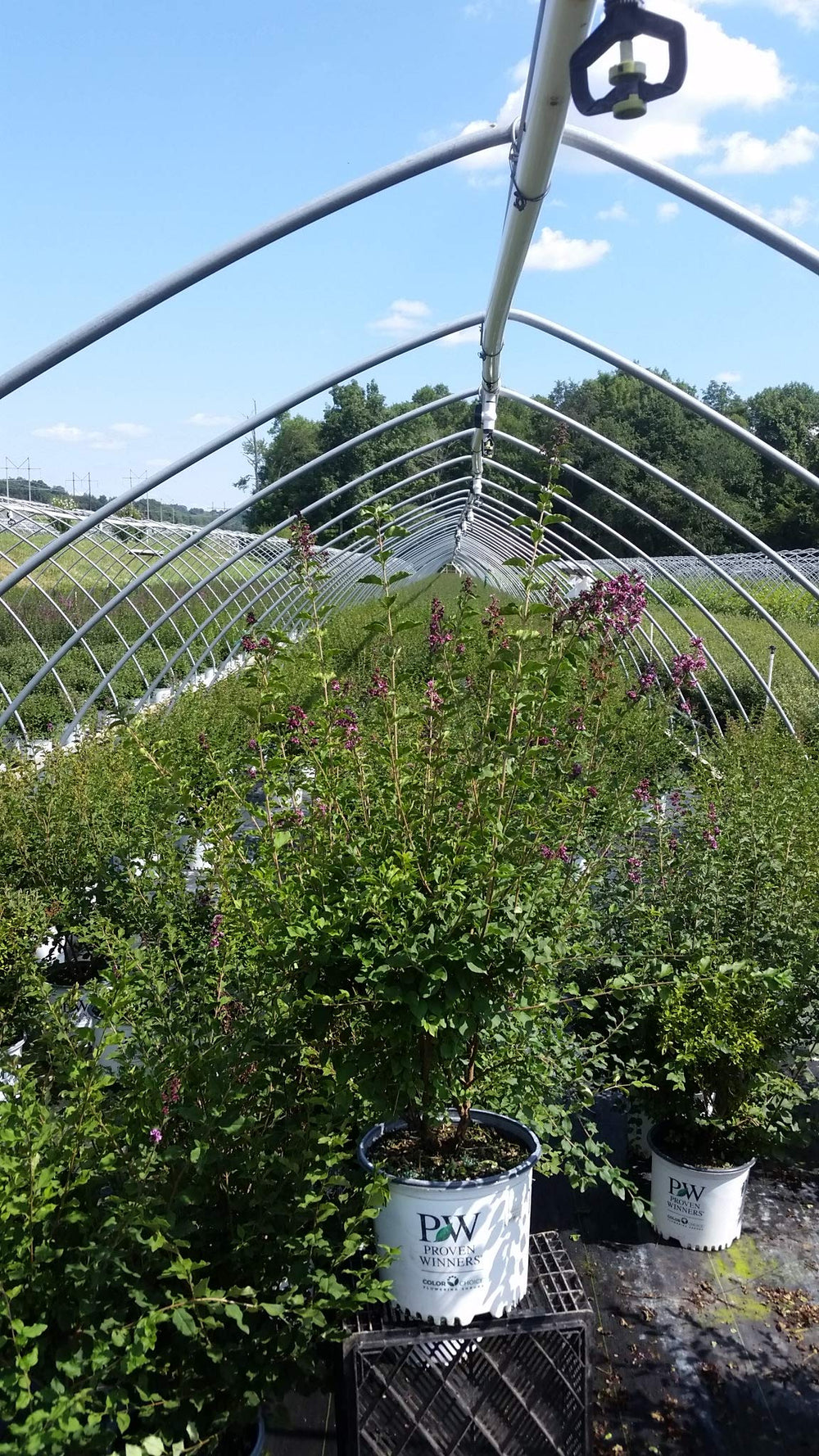 Green Promise Farms Bloomerang beside a gardener for size comparison and expected mature spread