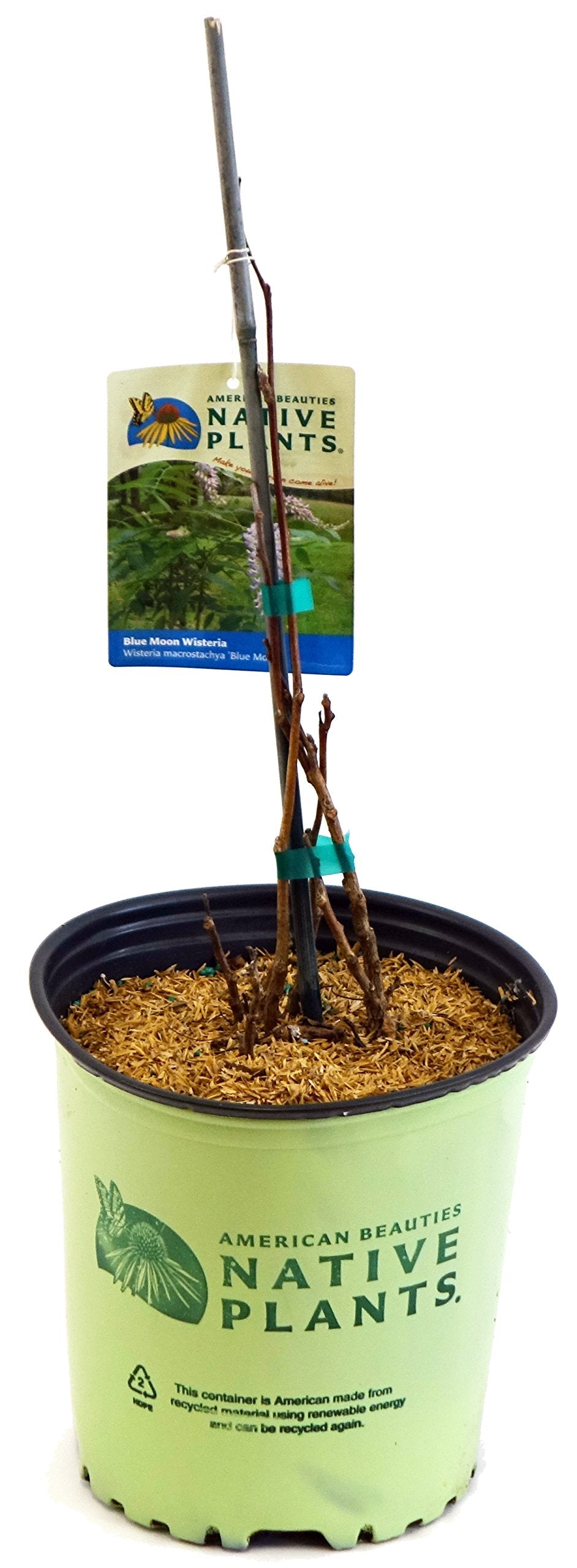 Green Promise Farms 'Blue Moon' climbing an arbor with abundant flowers and shade