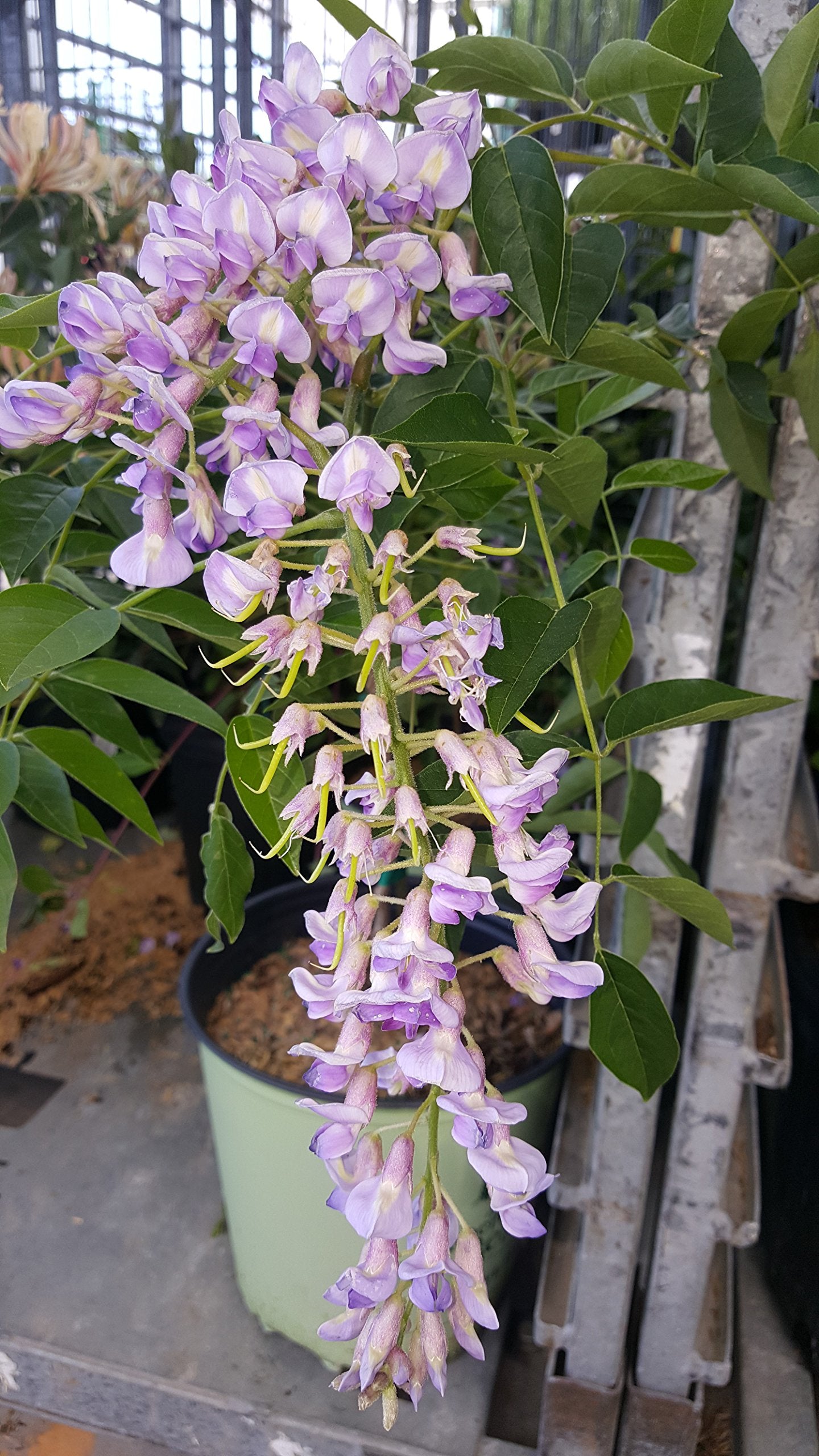 Green Promise Farms 'Blue Moon' closeup of deep blue-purple raceme attracting pollinators