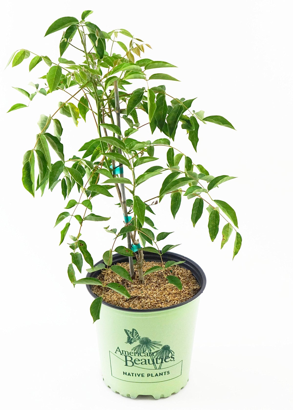 Green Promise Farms 'Blue Moon' front view showing healthy vine ready to plant