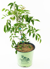 Green Promise Farms 'Blue Moon' front view showing healthy vine ready to plant