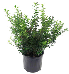 Green Promise Farms Blue Princess foliage close-up highlighting glossy blue-green leaves and resilience