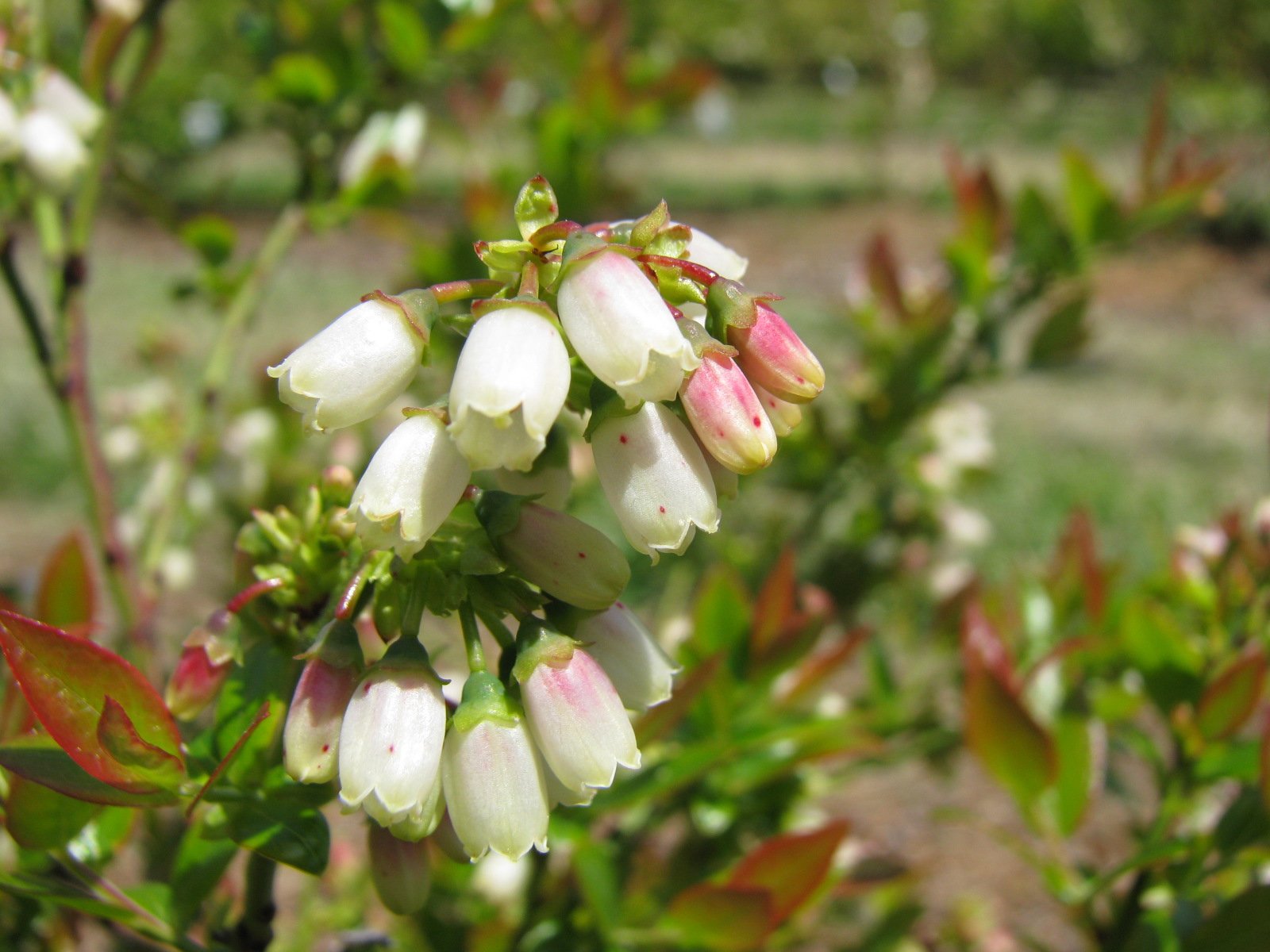 Green Promise Farms Blueberry Glaze berry clusters mid-summer showing small dark berries with intense flavor