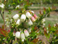 Green Promise Farms Blueberry Glaze berry clusters mid-summer showing small dark berries with intense flavor