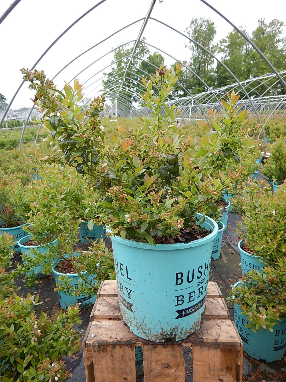 Green Promise Farms Blueberry Glaze foliage close-up highlighting glossy dark green leaves and ornamental appeal