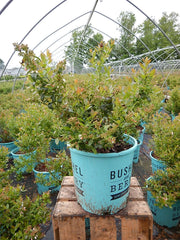Green Promise Farms Blueberry Glaze foliage close-up highlighting glossy dark green leaves and ornamental appeal