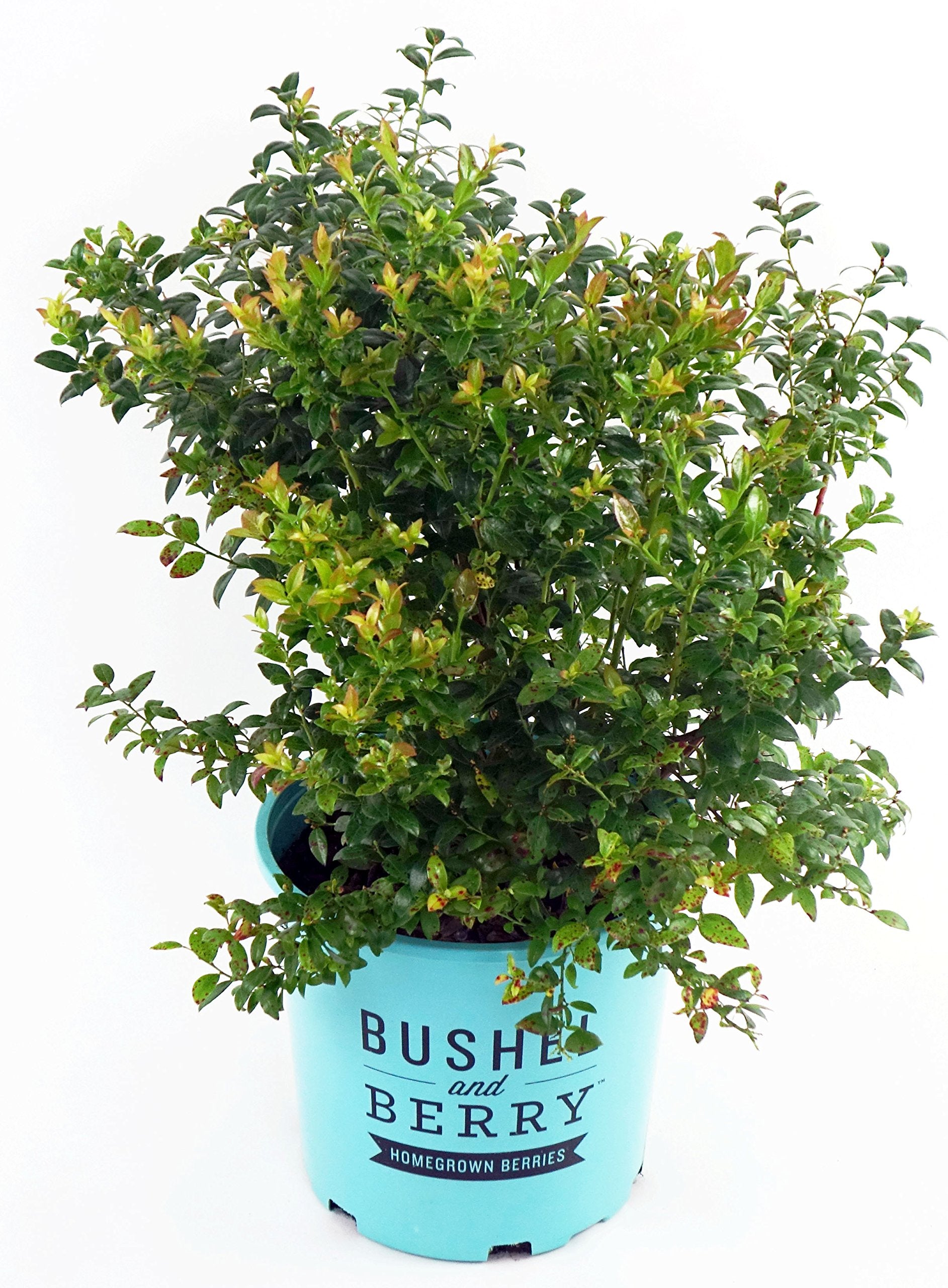 Green Promise Farms Blueberry Glaze front view showing compact habit and glossy leaves for tidy gardens