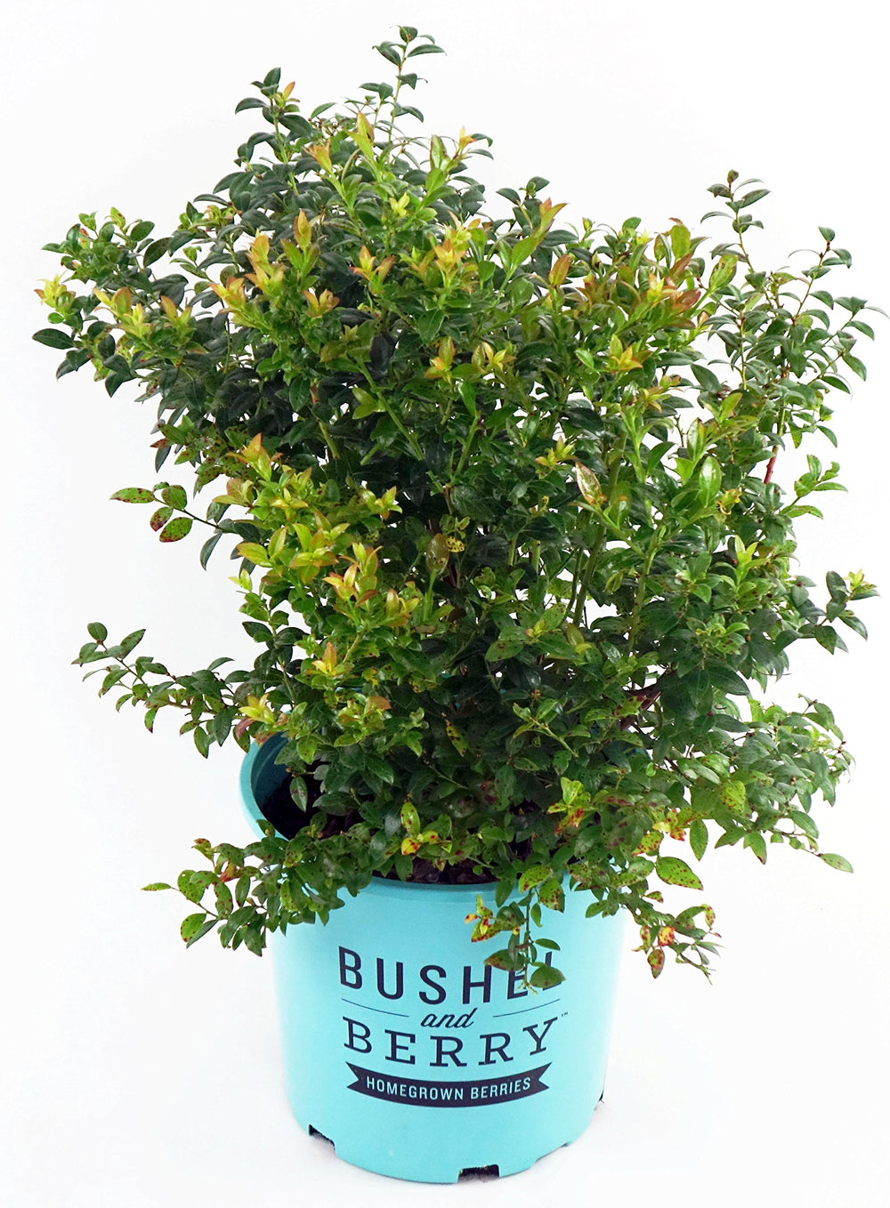 Green Promise Farms Blueberry Glaze front view showing compact habit and glossy leaves for tidy gardens