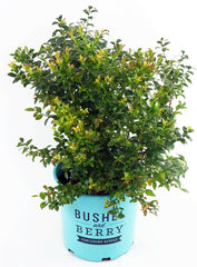 Green Promise Farms Blueberry Glaze front view showing compact habit and glossy leaves for tidy gardens