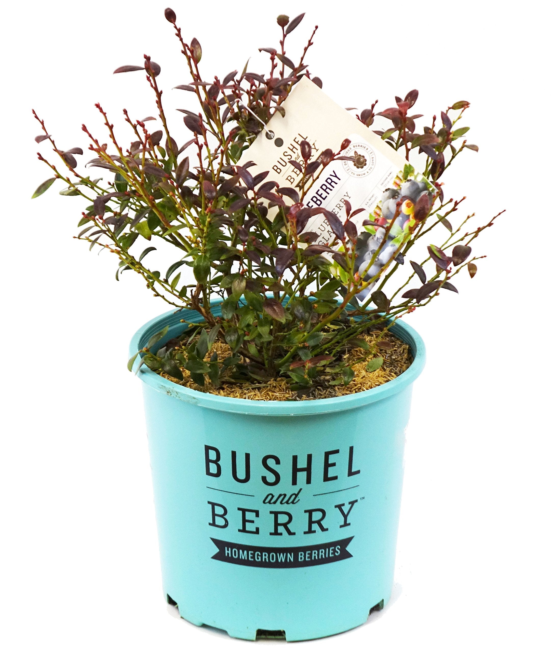 Green Promise Farms Blueberry Glaze planted in a container for size comparison and easy patio growing