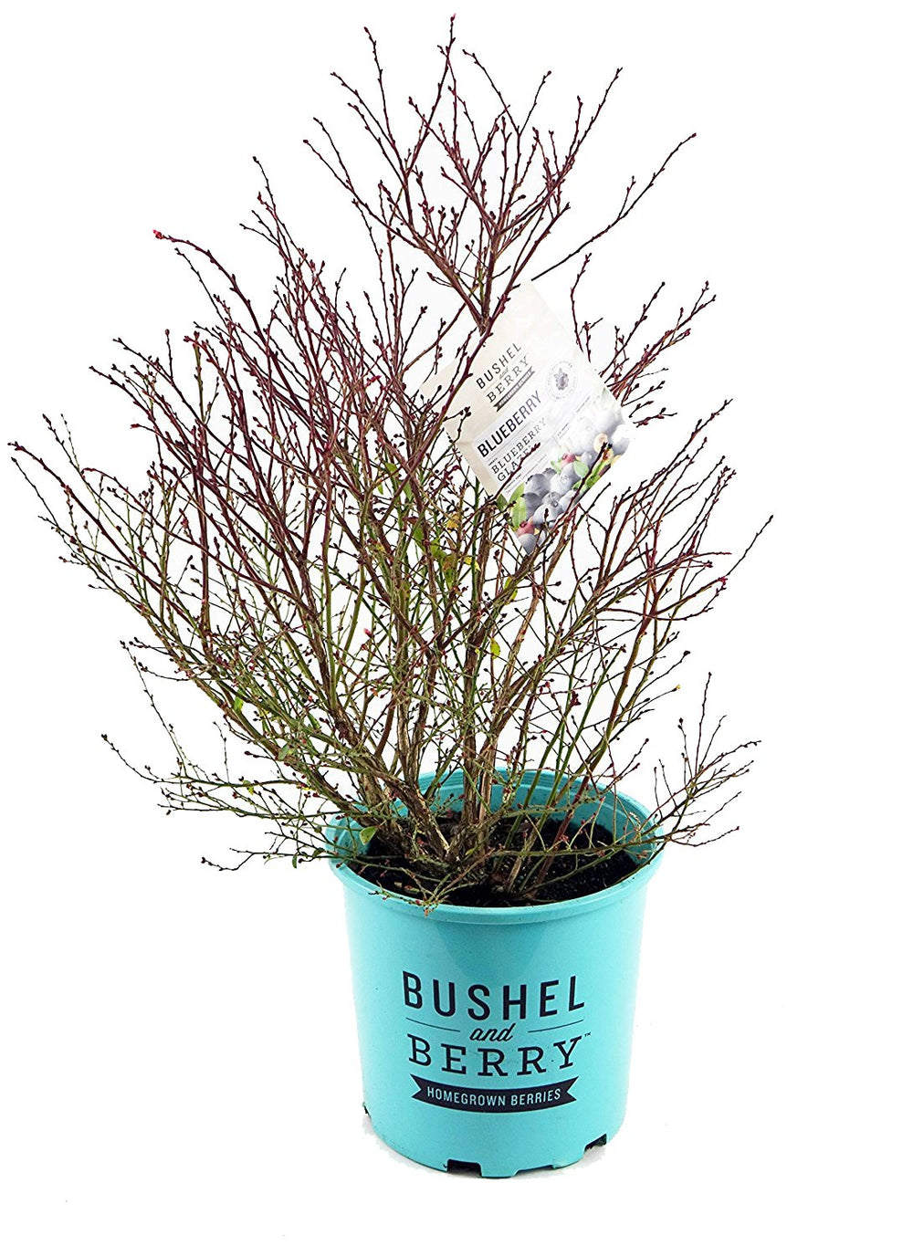 Green Promise Farms Blueberry Glaze spring flowers white and pink contrast offering seasonal color and pollinator interest
