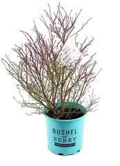 Green Promise Farms Blueberry Glaze spring flowers white and pink contrast offering seasonal color and pollinator interest