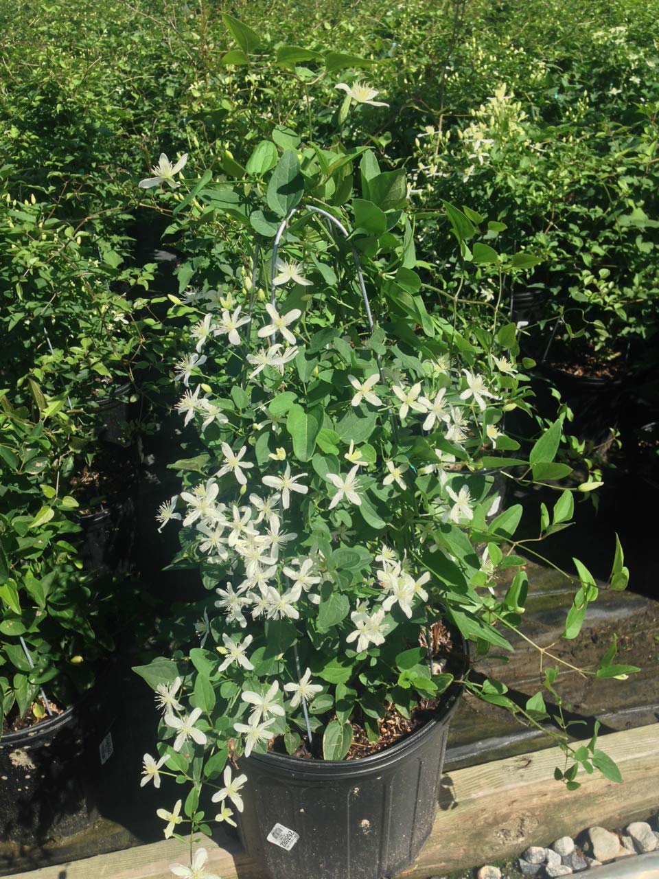 Green Promise Farms clematis close-up of white 1-inch blooms with delicate fragrance