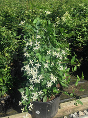 Green Promise Farms clematis close-up of white 1-inch blooms with delicate fragrance