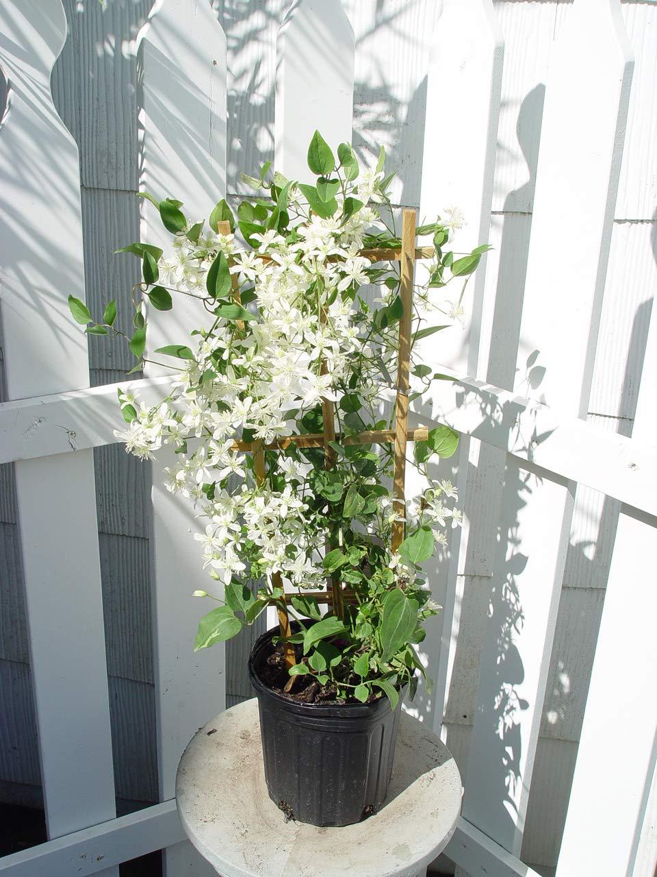 Green Promise Farms clematis front view showing full plant and planting-ready container