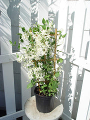 Green Promise Farms clematis front view showing full plant and planting-ready container