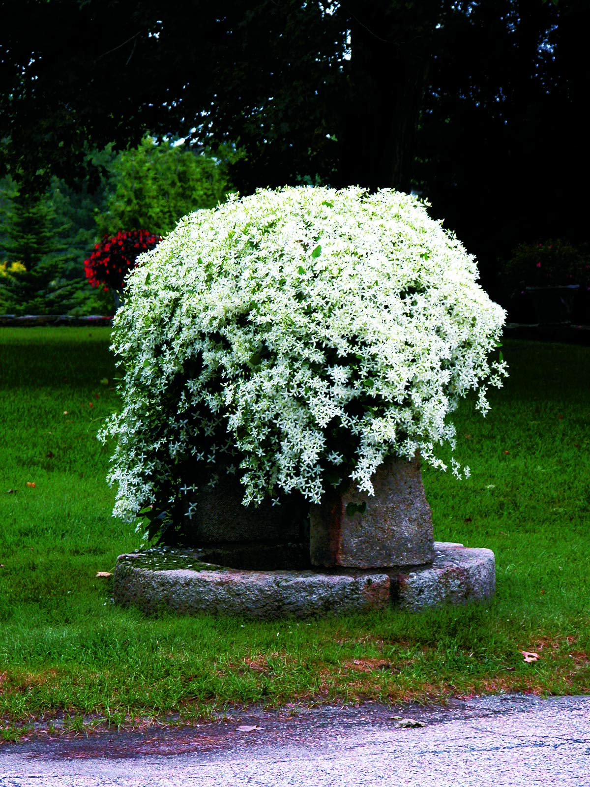 Green Promise Farms clematis trained on trellis in garden to add late-season interest