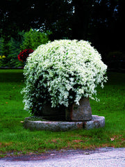 Green Promise Farms clematis trained on trellis in garden to add late-season interest