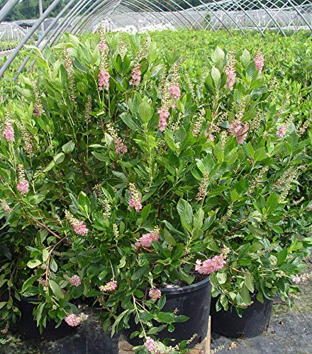 Green Promise Farms close-up of reddish-pink flower spike of 'Ruby Spice', highlights scent and color