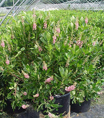 Green Promise Farms close-up of reddish-pink flower spike of 'Ruby Spice', highlights scent and color