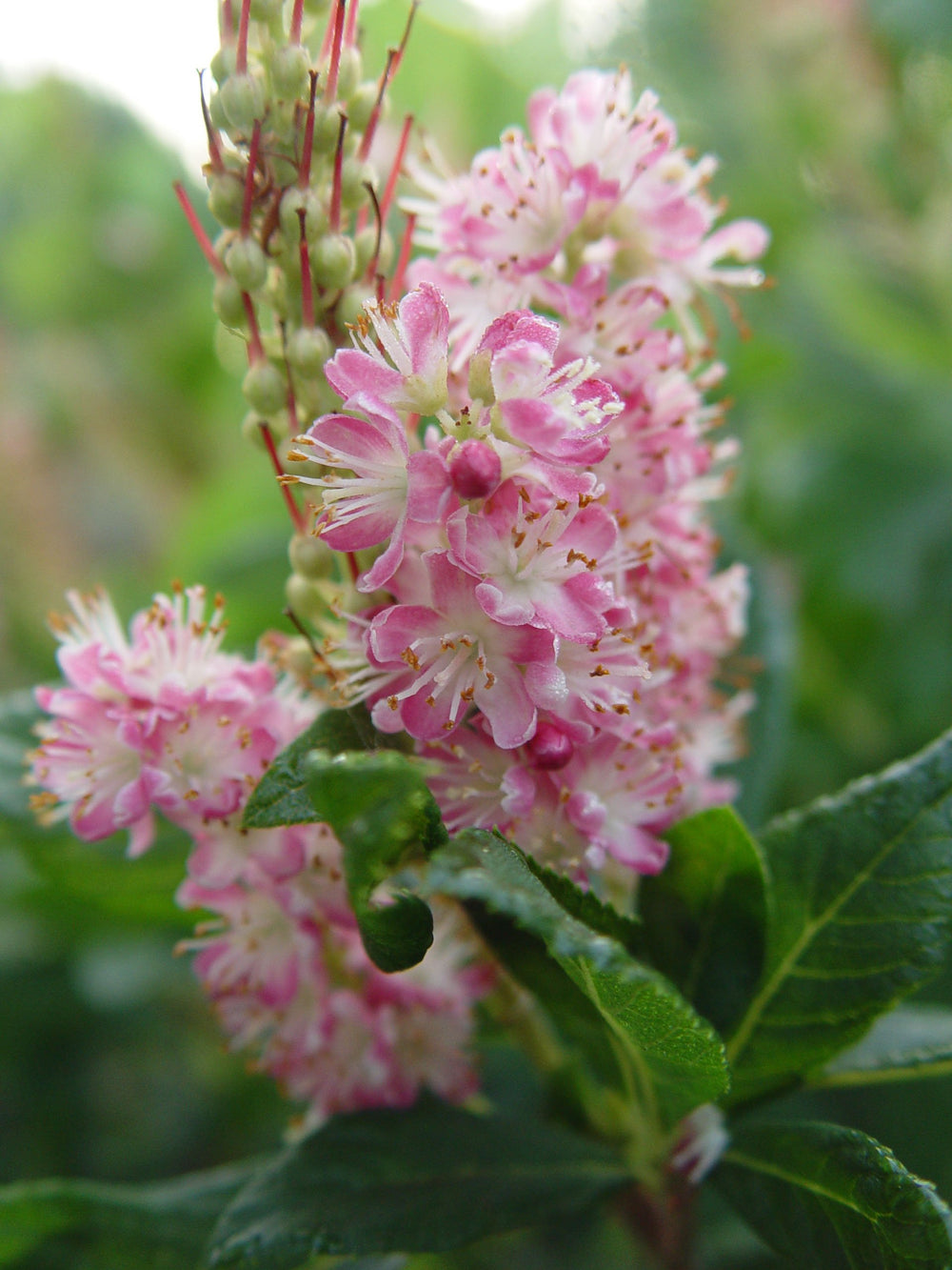 Green Promise Farms shrub planted in mixed border setting, demonstrates landscape fragrance benefit