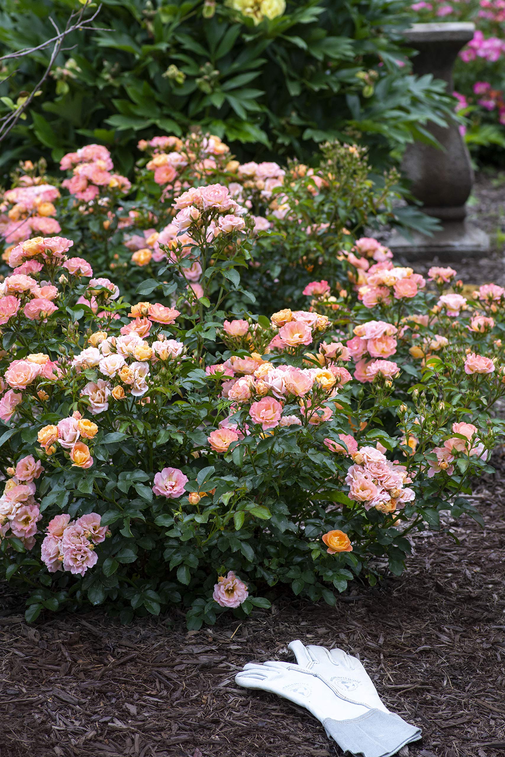 Green Promise Farms Peach Drift rose in decorative container demonstrating container suitability