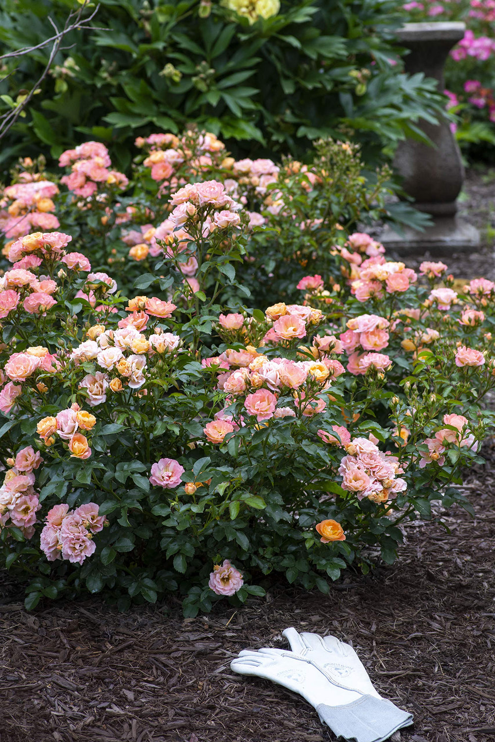 Green Promise Farms Peach Drift rose in decorative container demonstrating container suitability