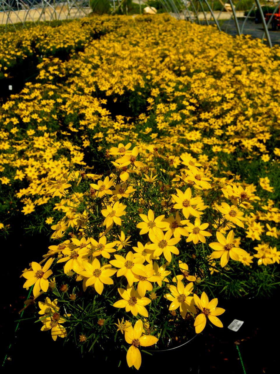 Green Promise Farms Coreopsis Zagreb foliage close-up highlighting fine needle leaves and texture
