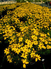 Green Promise Farms Coreopsis Zagreb foliage close-up highlighting fine needle leaves and texture