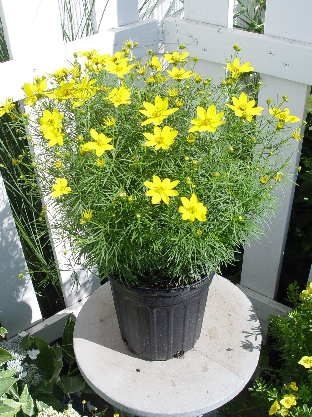 Green Promise Farms Coreopsis Zagreb front view showing bright yellow blooms and compact habit