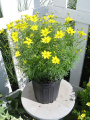 Green Promise Farms Coreopsis Zagreb front view showing bright yellow blooms and compact habit