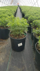 Green Promise Farms Coreopsis Zagreb in garden setting demonstrating color impact and companion planting