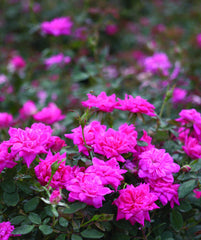 Green Promise Farms close-up of hot pink Double Knock Out bloom highlighting petal detail