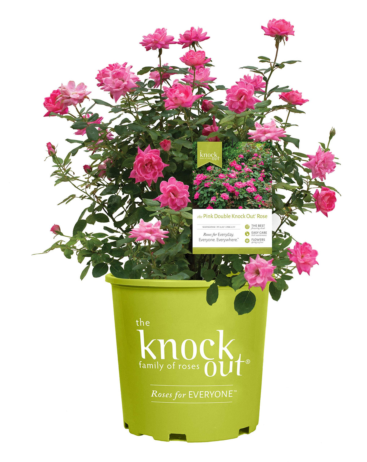 Green Promise Farms front view of potted Double Knock Out rose showing healthy foliage