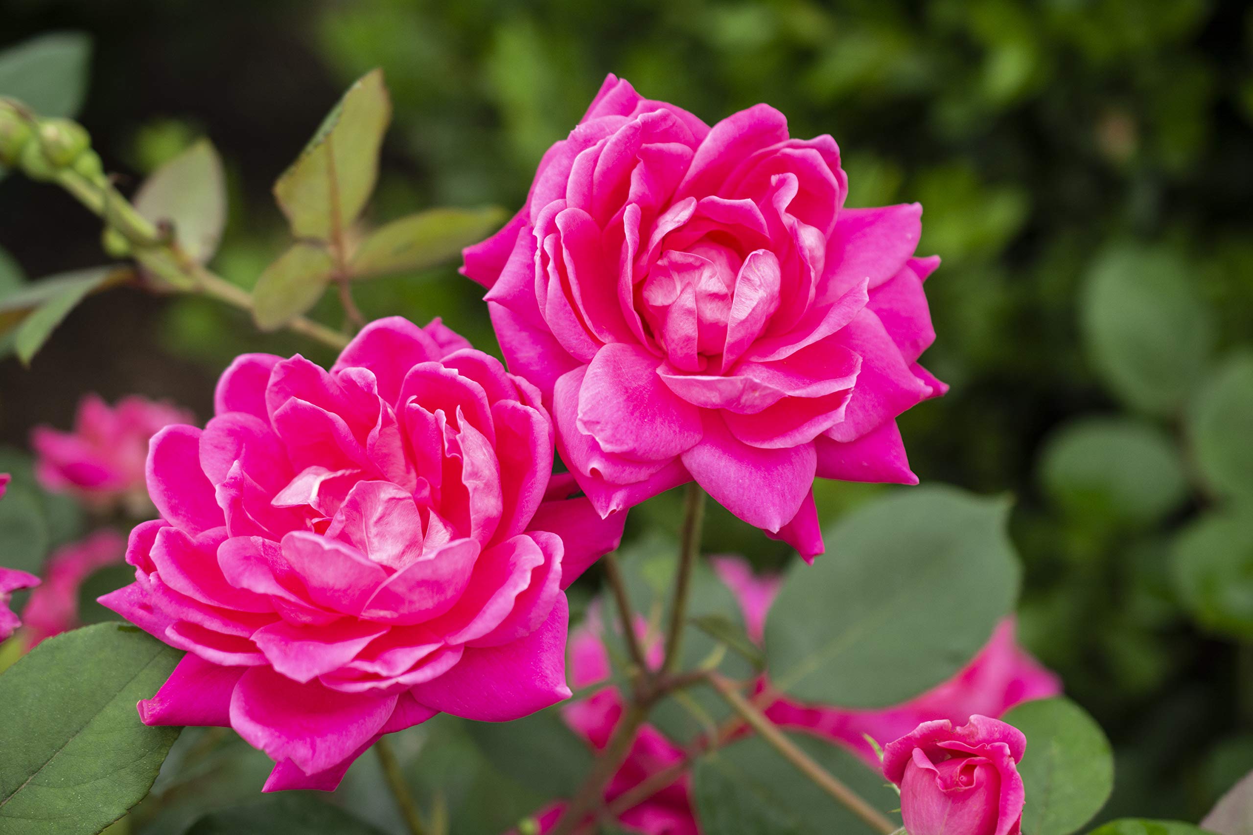Green Promise Farms Rosa Double Knock Out planted in a sunny garden bed enhancing curb appeal