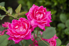 Green Promise Farms Rosa Double Knock Out planted in a sunny garden bed enhancing curb appeal