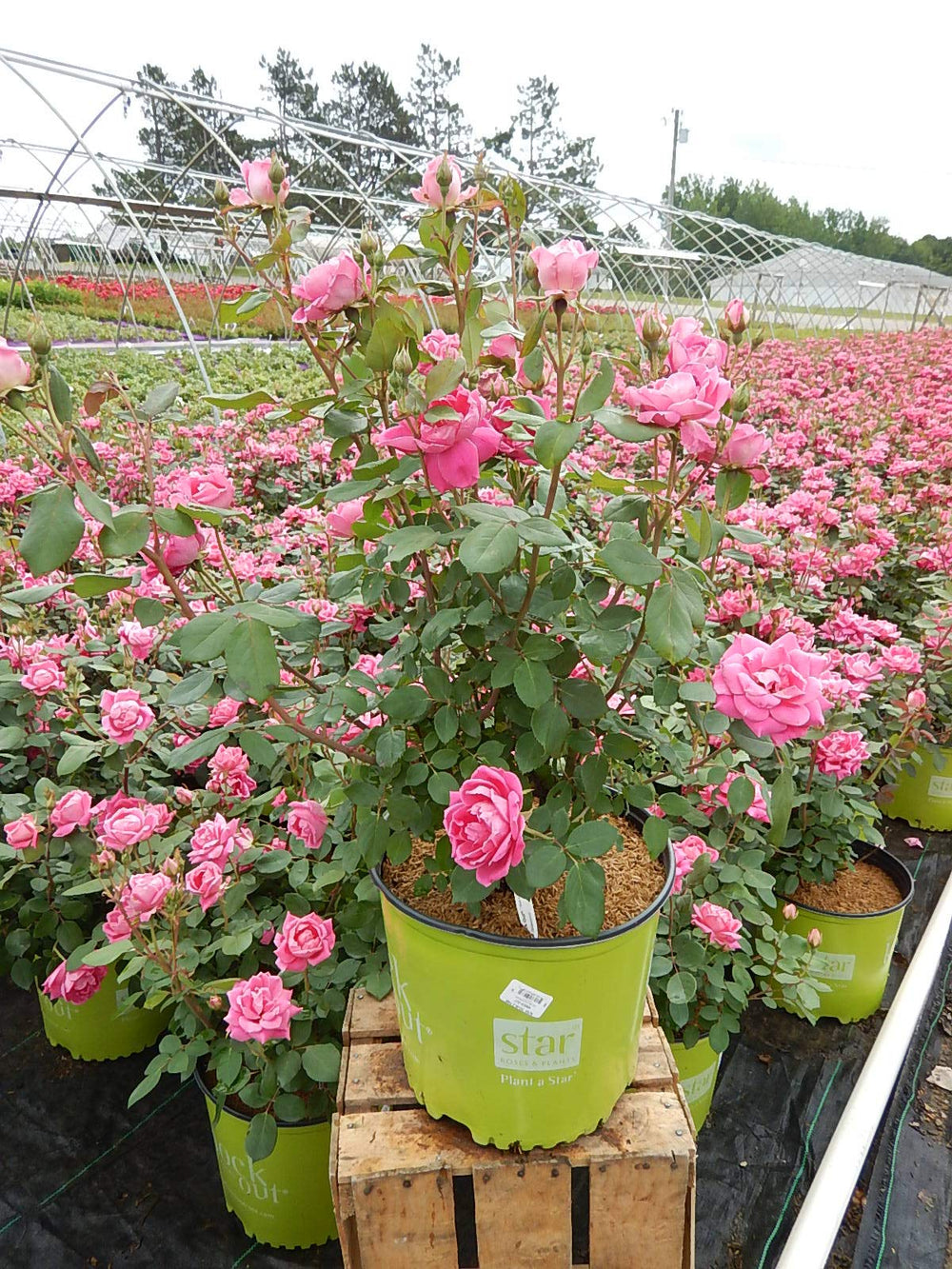 Green Promise Farms rose next to ruler showing mature 3–4 foot size for scale