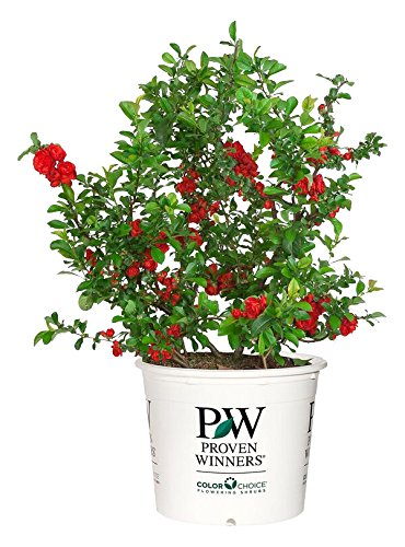 Green Promise Farms double take scarlet front view showing scarlet blooms and compact form